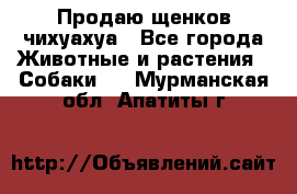 Продаю щенков чихуахуа - Все города Животные и растения » Собаки   . Мурманская обл.,Апатиты г.